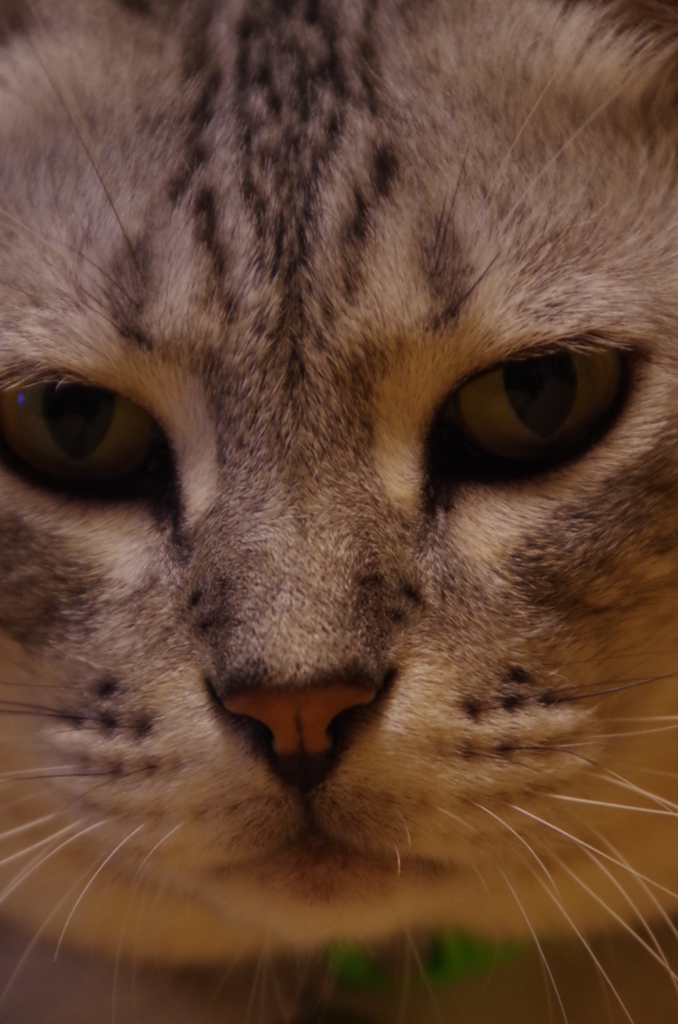 不動フクちゃん②