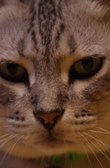 不動フクちゃん②