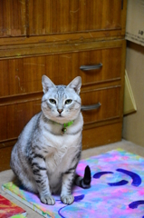 アートを足下にする猫