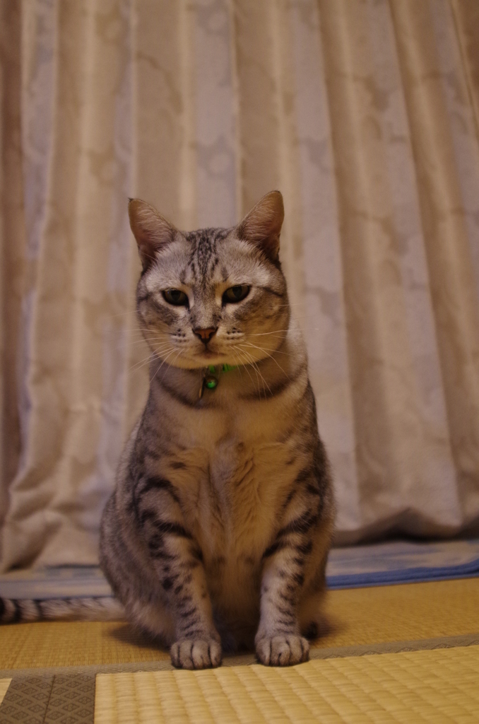 不動フクちゃん①