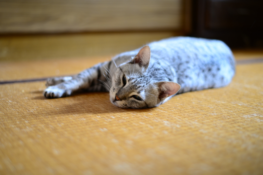 退屈ぅ・・・。