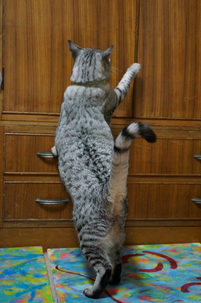 『今日の福太郎』