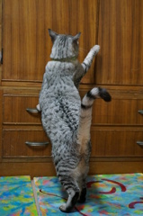 『今日の福太郎』