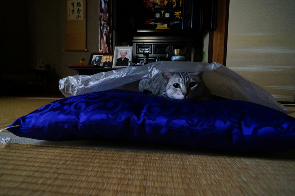 なっ！なっ！！なんと！！！