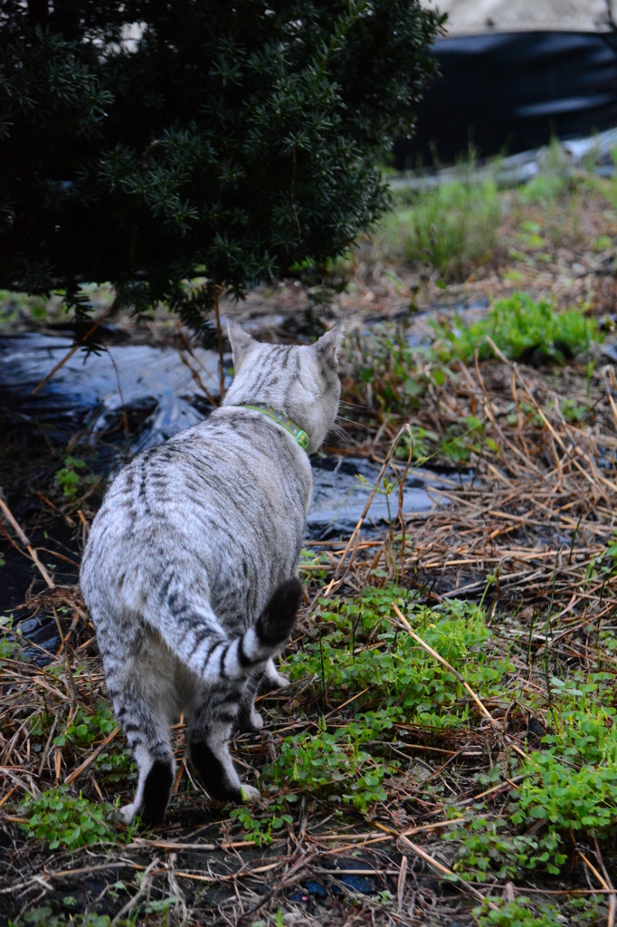 雷雨の怖い夜が明けて。