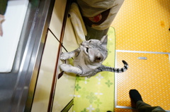 「イカくれ～～～ぇ！！！」