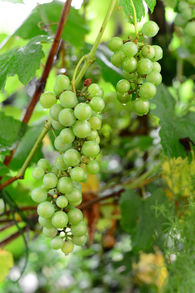 3630万画素での日常