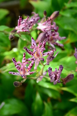 『束の間の陽射し』