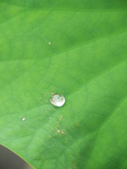 雨上がりの蓮葉♪♪♪