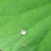 雨上がりの蓮葉♪♪♪