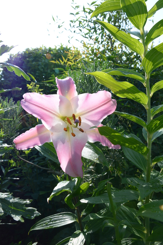 紅いカサブランカ開いてくれました(^▽^)♪♪♪