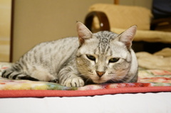 動く気の無いフクちゃん①