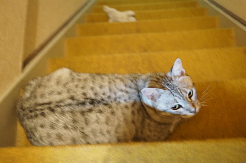 『今日の福太郎』