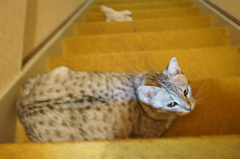 『今日の福太郎』