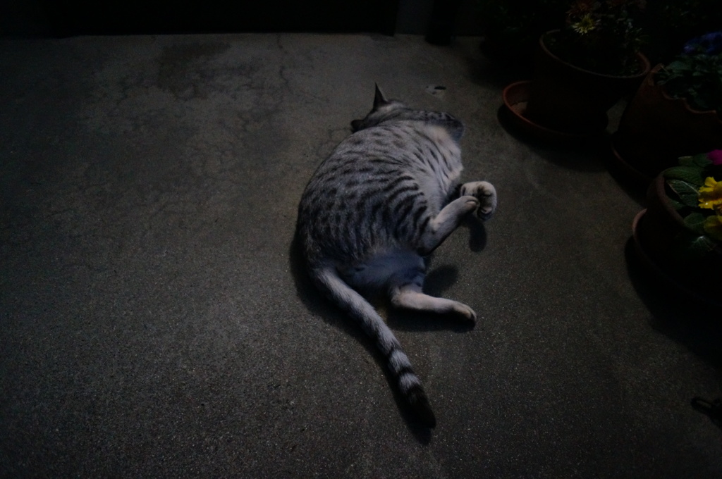 朝のごろんごろん