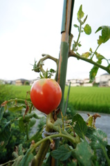 この夏、最後のトマト