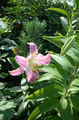 紅いカサブランカ開いてくれました(^▽^)～♪♪♪