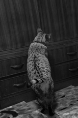 フクちゃん　in the モノクローム。