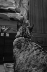 フクちゃん　in the モノクローム。