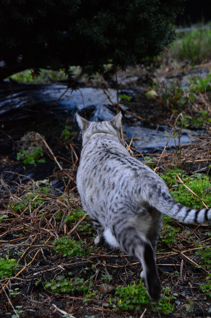 雷雨の怖い夜が明けて。
