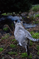 雷雨の怖い夜が明けて。