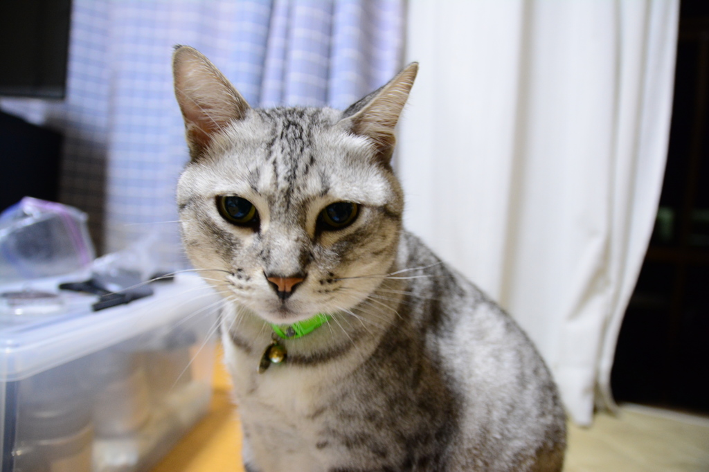 見詰め合い。