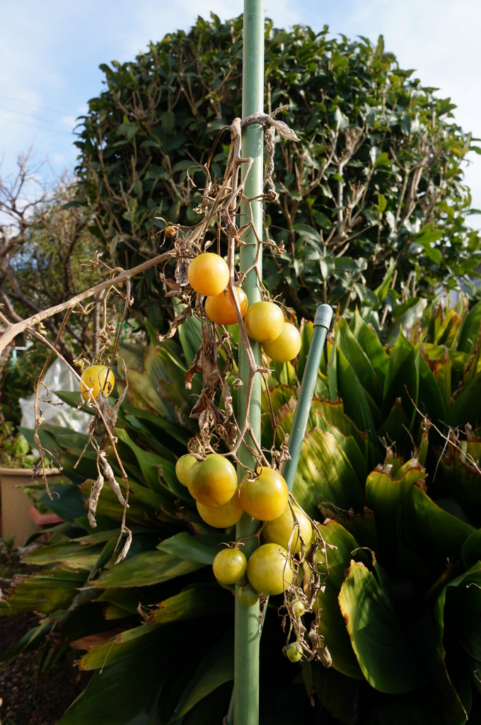 『冬のトマト』