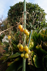 『冬のトマト』