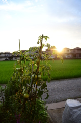 3630万画素の日常