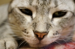 動く気の無いフクちゃん②