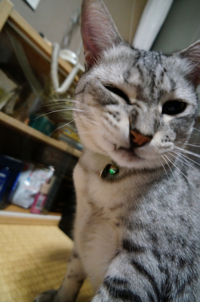 フクちゃんウィンク♪♪♪