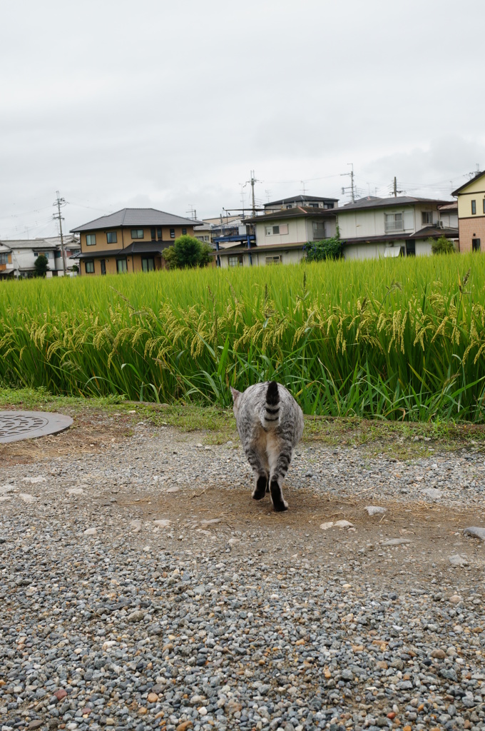 フクちゃんはＯ脚？