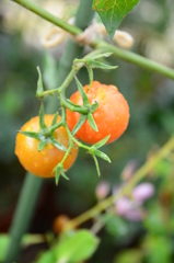 『束の間の陽射し』