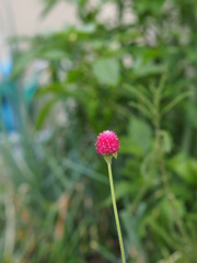 今朝の千日紅