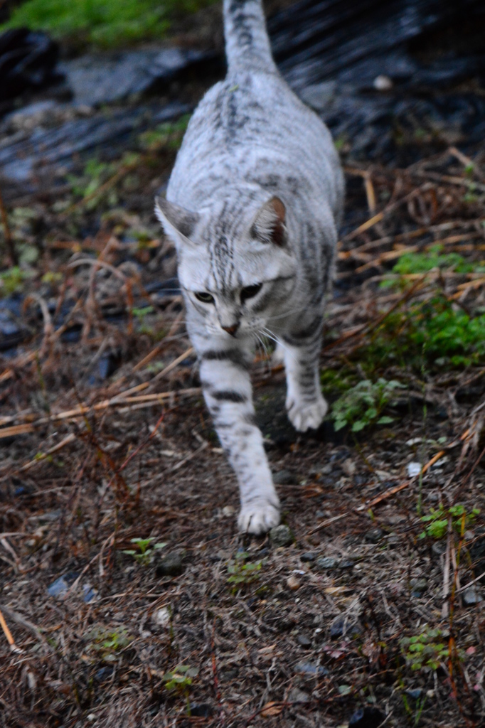 雷雨の怖い夜が明けて。