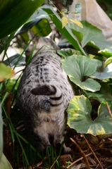 ジャングル・キャット