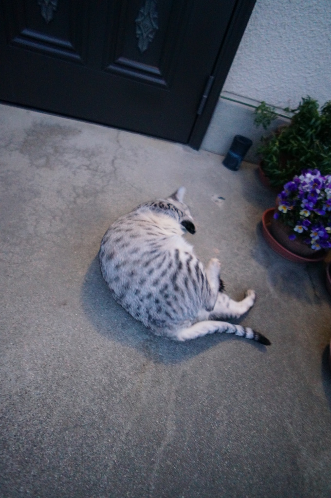 今朝のごろんごろん◎