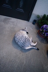 今朝のごろんごろん◎