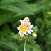 今朝の菊♪♪♪