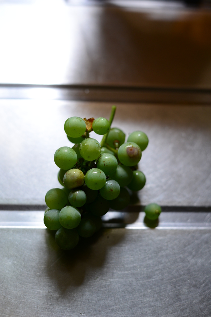 雨上がりの収穫♪