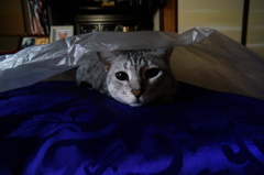 なっ！なっ！！なんと！！！