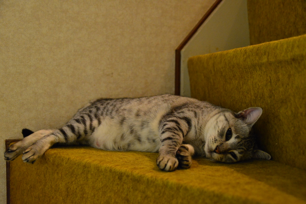 占拠！！階段三角地帯。