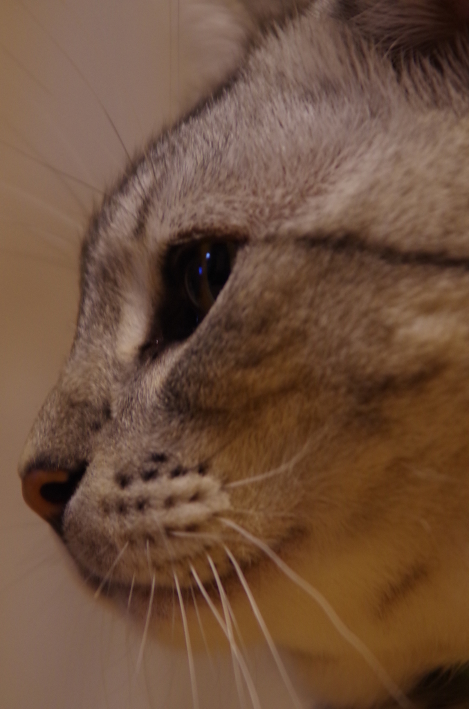 不動フクちゃん③