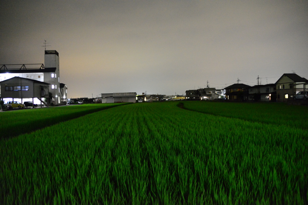 夜の田んぼ