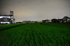 夜の田んぼ