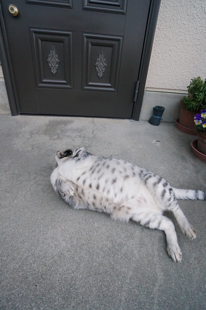 今朝のごろんごろん◎