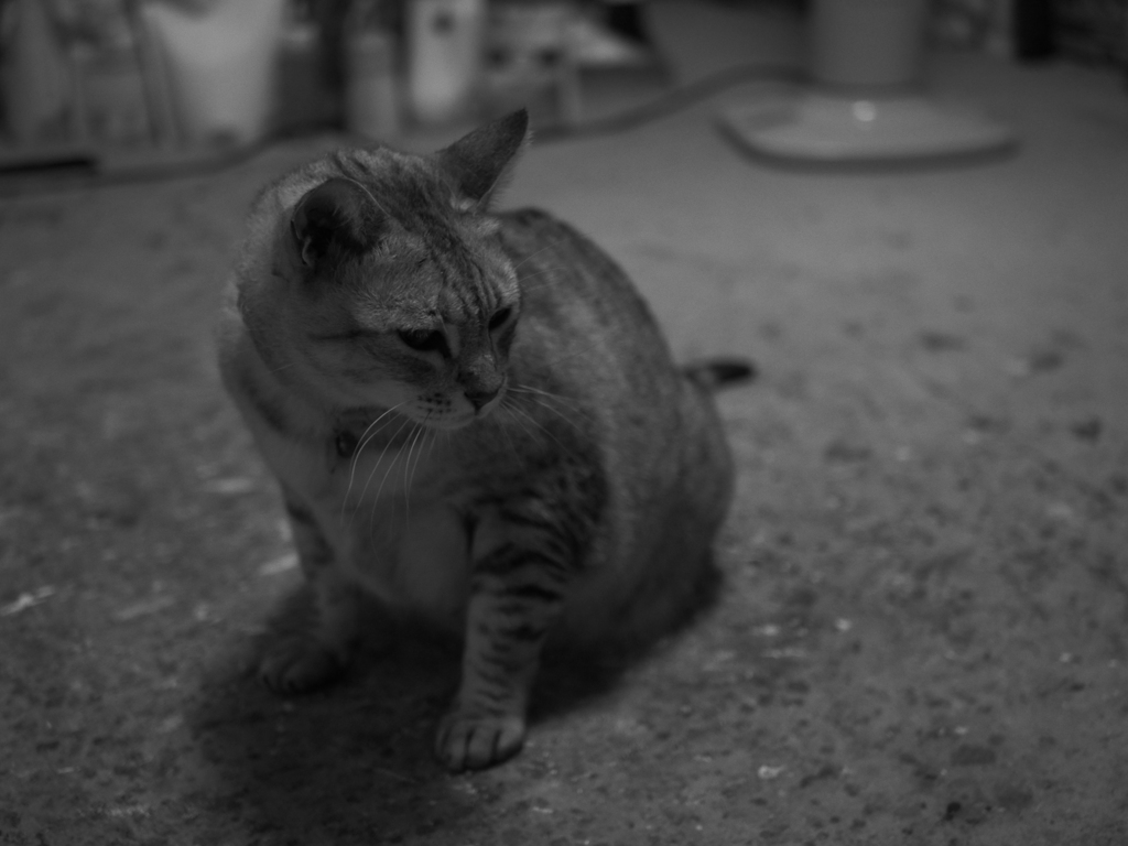 フクちゃん