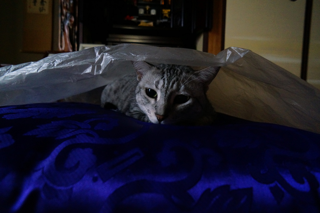 なっ！なっ！！なんと！！！