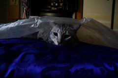 なっ！なっ！！なんと！！！