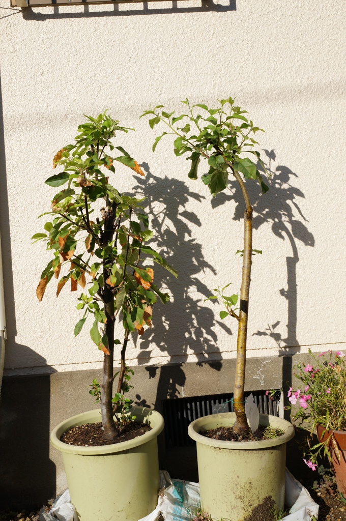 今年はやっぱり異常気象！？